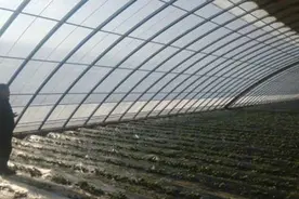 种大棚，一旦病害遇上阴天，蔬菜上能打药吗？经验技巧分享给你！视频封面