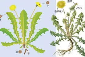 植物日记｜蒲公英不只是野草，它还能当作菜、草药、咖啡图片