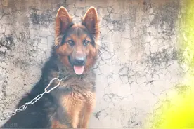 中国刑警学院拍卖淘汰犬最高价至33万 现主人：超预算也值图片