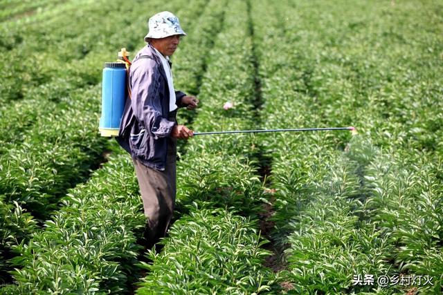 什么是氨基酸叶面肥？它的具体作用是什么？