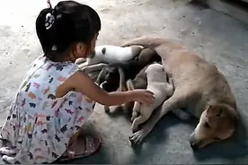 土狗正在喂奶，女儿一把抓过小狗，妈妈正要阻止却默默放下了手图片