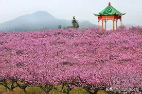 我们常用“桃花运”来形容爱情，其实这里面还有一段美好的传说呢图片