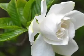 栀子花水培插扦方法图片