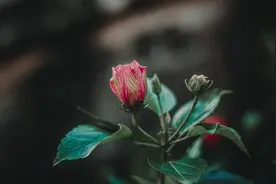 若有来生，宁愿不曾遇见你图片