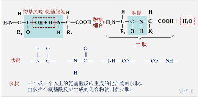 突破氨基酸结构难点，轻松掌握《生命活动的承担者——蛋白质》