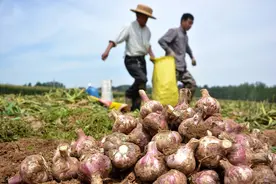 早蒜出师不利，鲜蒜半月涨1元，农民亩赚3000元，蒜你狠还涨？图片