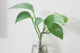 绿萝枝条水培扦插，7天长根视频封面