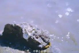 赶海拾贝挖蛤蜊，天津这些地儿你都去过吗？图片