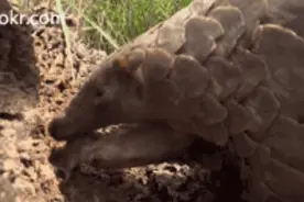 穿山甲终于被“除名”了 但别让它被大自然除名图片