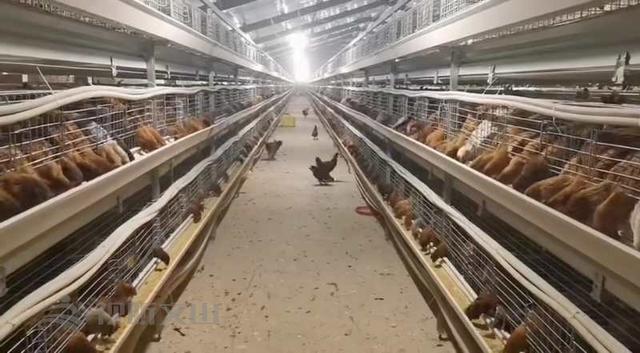 「西畴新闻」林亚达：珠宝界里奔出的养鸡人