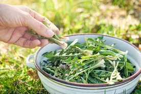 蒲公英作为一种可食用野菜，你真的了解它么？快来看看吧。图片