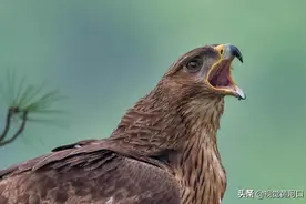 空中之王：捕猎、筑巢、育雏，霸气的雄鹰也有柔情的一面图片