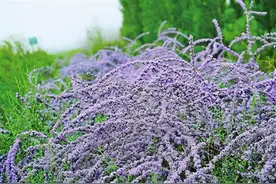 大漠佳丽，花香醉人-植物非试管高效快繁技术紫花醉鱼木图片