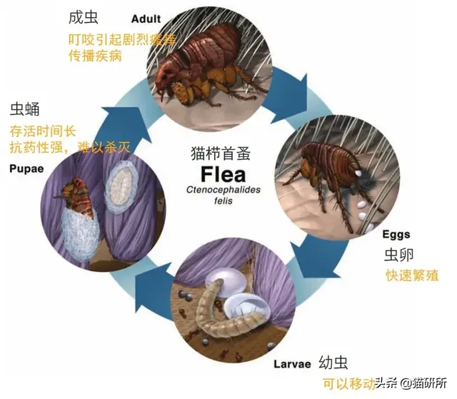 消灭99.99%的跳蚤，养宠家庭超实用灭蚤秘籍来了