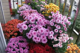 这种花，养在防盗窗也能爆盆，现在正是它的主场图片