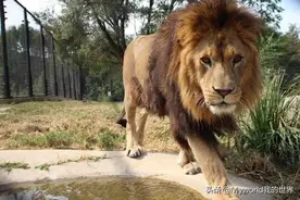 辽宁沈阳森林动物园图片