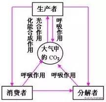 「高考·生物」高中生物重要规律性关系、公式精华汇总