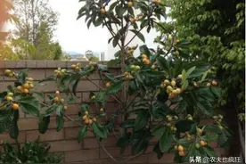 南方的农村为何喜欢在院子里种枇杷树？枇杷树当“吉祥树”好吗？图片