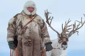 驯鹿乘汽车迁徙，吃直升机空投的干草，北极乱套了图片