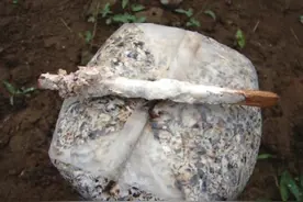 栽培黑木耳，如何才能提高产耳量？掌握菌袋灭菌接种的技术是关键图片