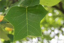 萌萌哒~杭州街边这种树的叶子长得像小马褂，更特别的是它还会开花图片
