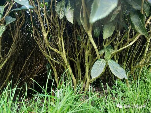 茶叶中的芳香物质，一万字详细讲解，带您走进茶香世界