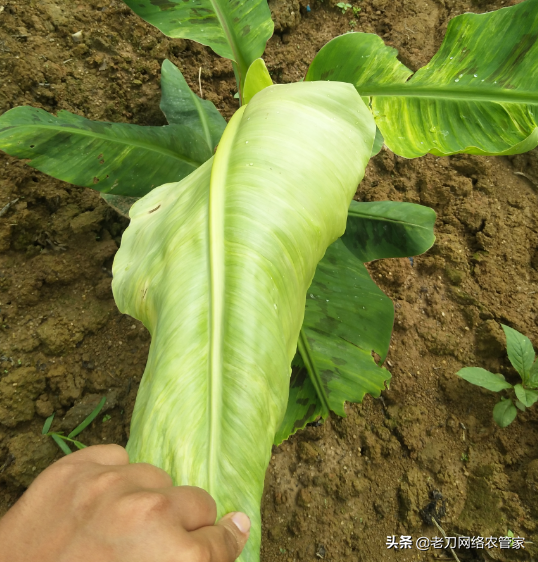 鐐柦鐥呫€佹牴绯诲彂鑲蹭笉濂姐€佺己绱犮€佽灗绫烩€︹€︼紝涓撳榻愯瘖鏂钑夐棶棰? onerror=