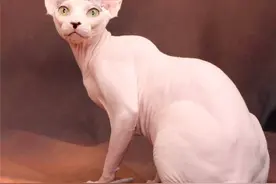 宠物界中的“裸奔”者，猫狗中的无毛品种，喜爱它的人奉之为珍宝图片