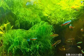 三天一换水，五天一清缸，所谓的养鱼知识大家还是谨慎对待为好图片