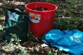 痛心！宁波一男子摘杨梅时不幸身亡！别让悲剧再次发生图片
