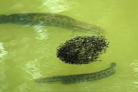 黑鱼的“悲哀”！守护孩子的安全，却成了它最致命的弱点图片