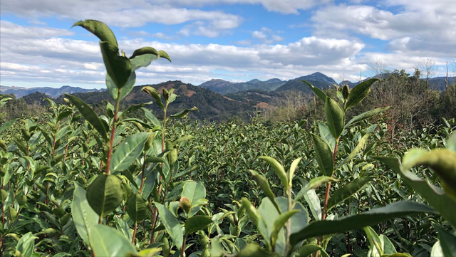 白茶的加工工艺是什么？