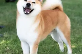 看了这篇柴犬标准后你也可以鉴定柴犬图片