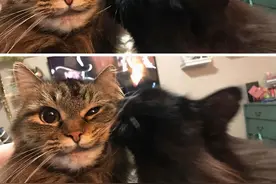 神抓拍！动物的搞笑瞬间，哈哈哈哈哈哈哈太好笑了图片