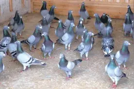 炎夏酷暑小心防范这些常见的夏天赛鸽疾病图片