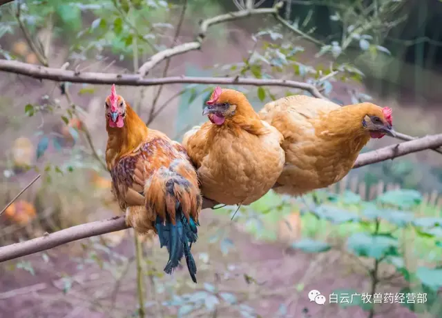 效养蛋禽-全解--如何高效有力的养殖蛋禽增加产蛋，收入