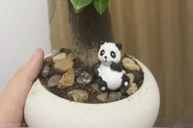 人养花，花养人，6种花越养越健康，养人又旺财图片