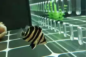 虎鱼不吃东西怎么回事，虎鱼不吃食怎么办，虎鱼不吃泥鳅怎么办图片