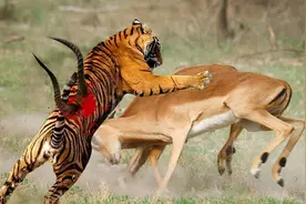 老虎多少天不进食，就会撑不下去？狮子呢？图片