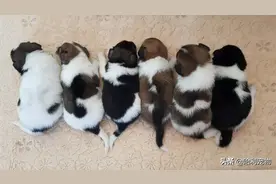 中华田园犬的颜值，可以有多高？图片