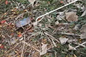 湖北一流浪狗野外误踩捕兽夹，苦寻两天终解救视频封面