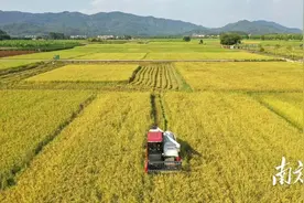 忙！广东1454万亩晚稻再夺丰收图片