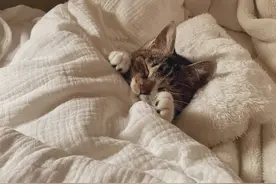 猫咪躺在被窝里盖着被子一脸享受，网友看了直呼：我要和它一起睡图片