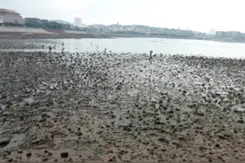 初试海钓，深陷泥潭一一2003年的胶州湾，其黑色的沙滩下危机四伏图片