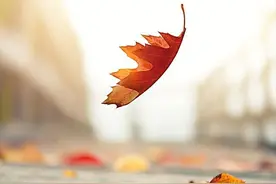 散文：飘零的秋叶，隐含着中年之殇图片