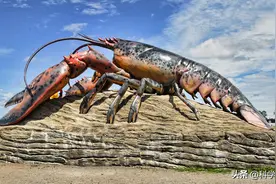 龙虾永生，而且可以无限生长，为何不养一只巨兽龙虾？图片