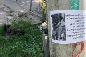 狗狗走丢后，上演自己找到自己，坐在“寻狗启示”旁等待路人发现图片