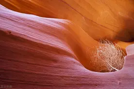 风滚草入侵全球，在美国堵路又淹没小镇，为何到我国却很难成功？图片