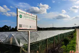 临澧县城乡客运一体化开通一周年 老人、上班族、学生都受益图片
