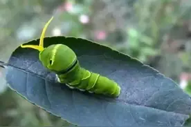 中国常见动植物(动物篇五)图片